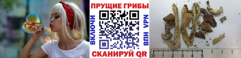где купить наркоту  Железногорск-Илимский  Галлюциногенные грибы ЛСД 
